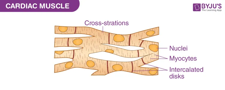 Cardiac muscle cells
